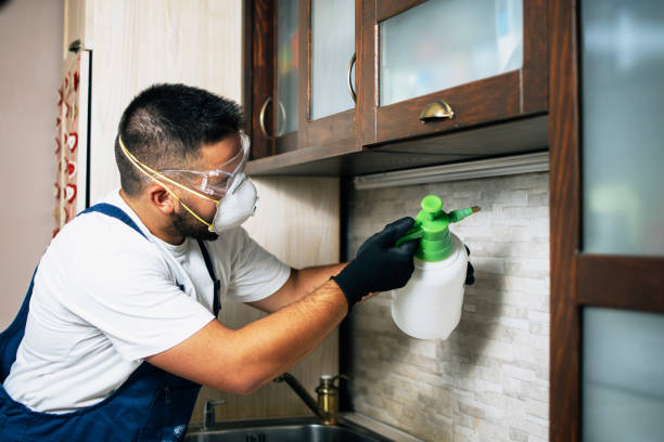 Best Termite Control Services  in New Boston, TX