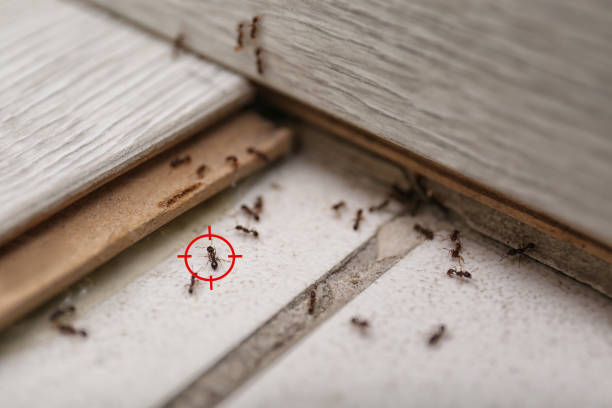 Best Pest Control for Restaurants  in New Boston, TX