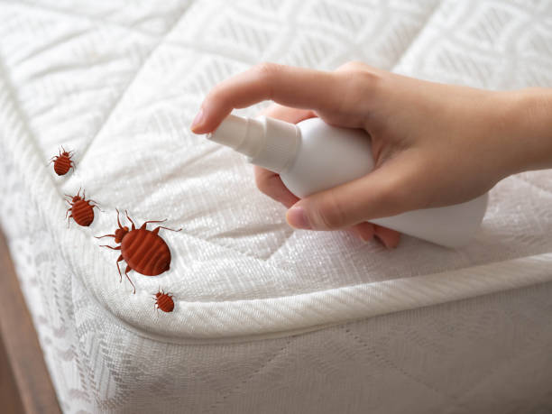 Best Spider Control Near Me  in New Boston, TX