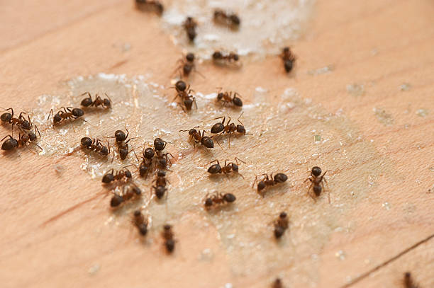 Pest Control for Restaurants in New Boston, TX