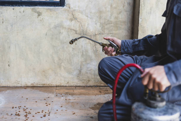 Best Local Pest Control Services  in New Boston, TX
